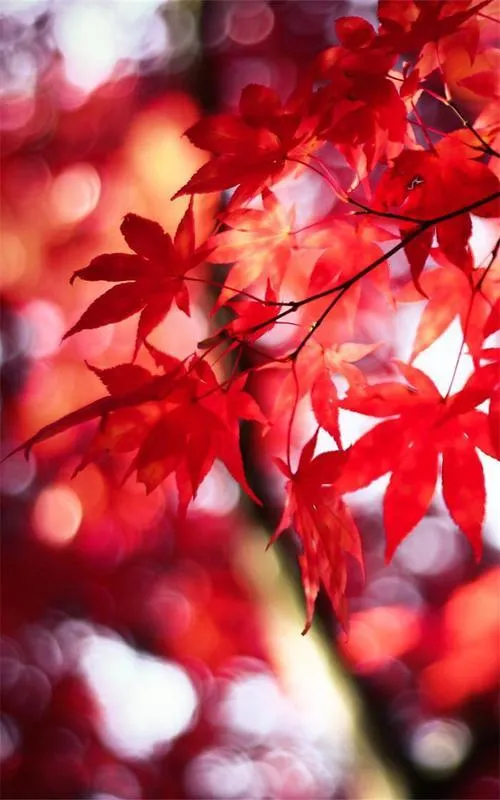 ��Ҷ��ֽ(�ֻ���ֽ����)v1.0.1 �ٷ�����