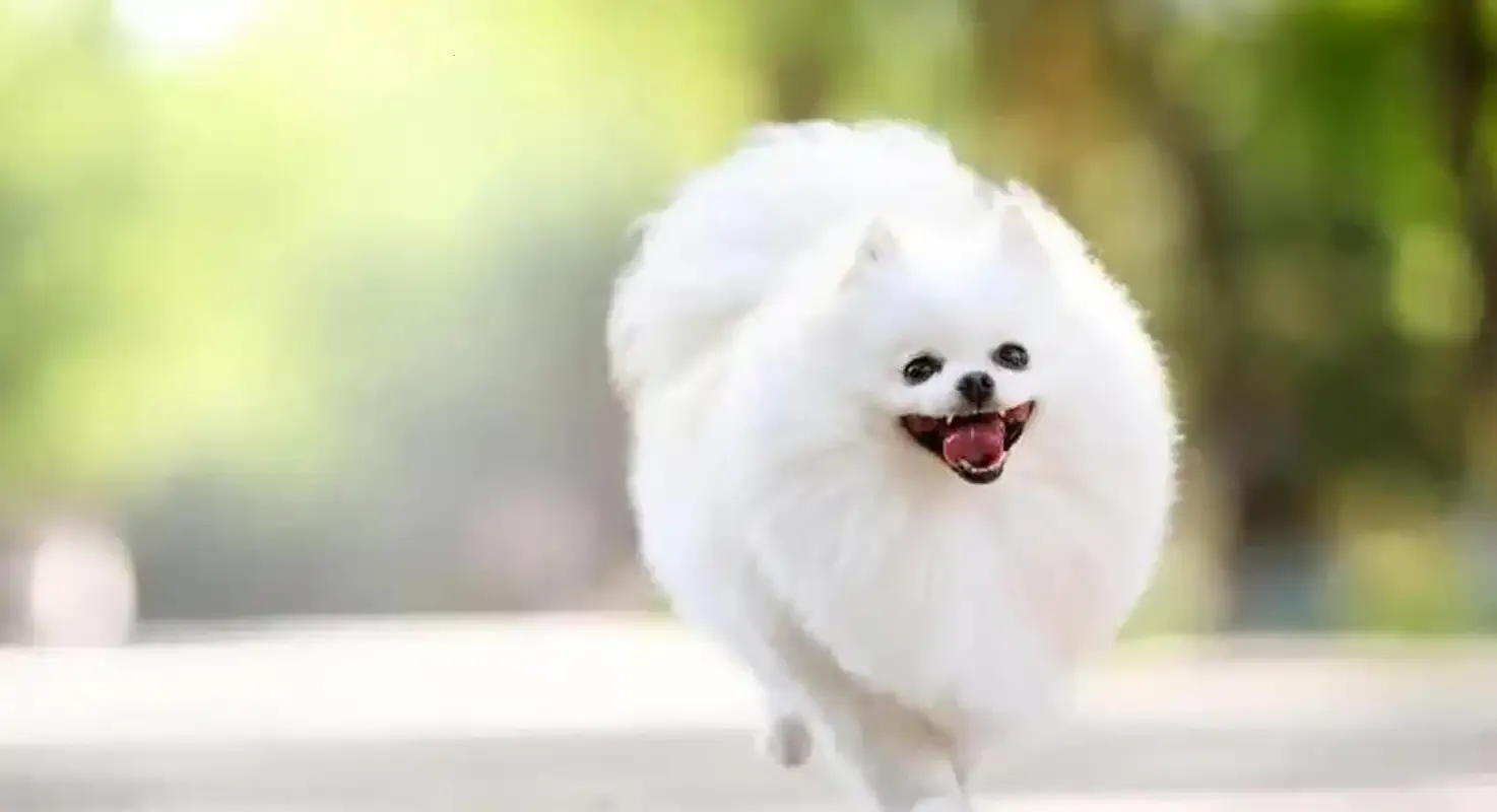 爱宠记2026最新版本 爱宠记2026最新版本